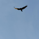 Turkey vulture