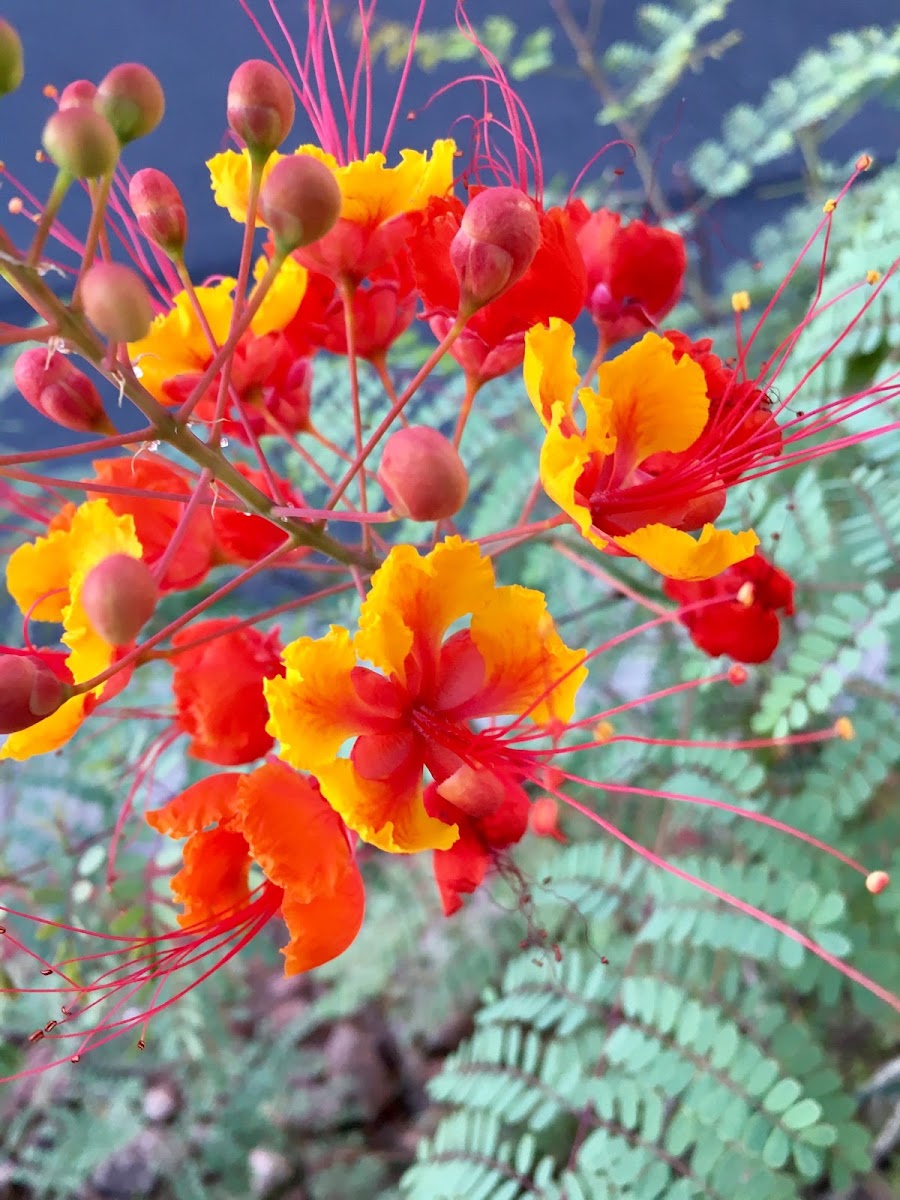 Red Mexican Bird of Paradise