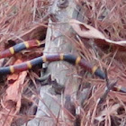 Coral Snake