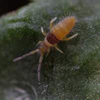 Collembolo arancione di 