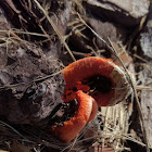 Column Stinkhorn