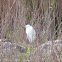 Little Egret; Garceta Común