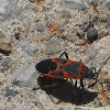 Small Milkweed Bug (mature)