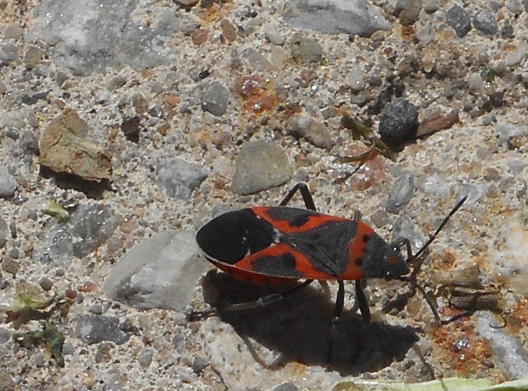 Small Milkweed Bug (mature)