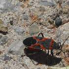 Small Milkweed Bug (mature)