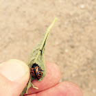 calligrapha serpentina