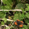 Small Copper ベニシジミ