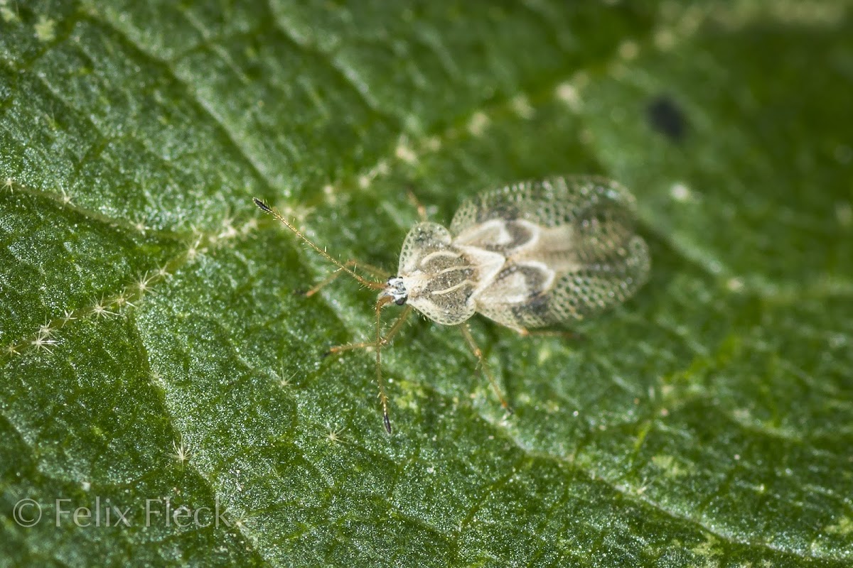 Lace Bug