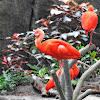 Scarlet ibis