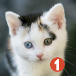 Cover Image of Download Find the Cat 2.7 APK