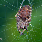 Spined orb weaver