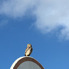 Burrowing owl