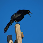 Boat Tail Grackle