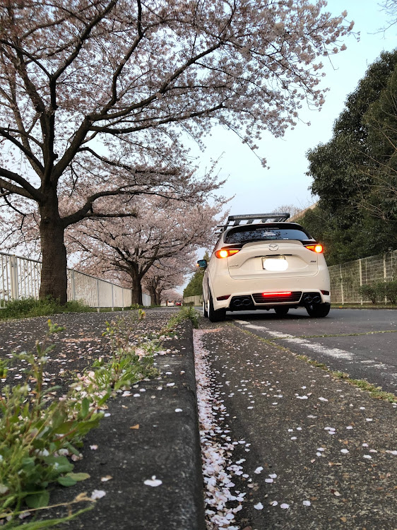 CX-5の桜と愛車・夕桜・花びらに関するカスタム事例の投稿画像8枚目