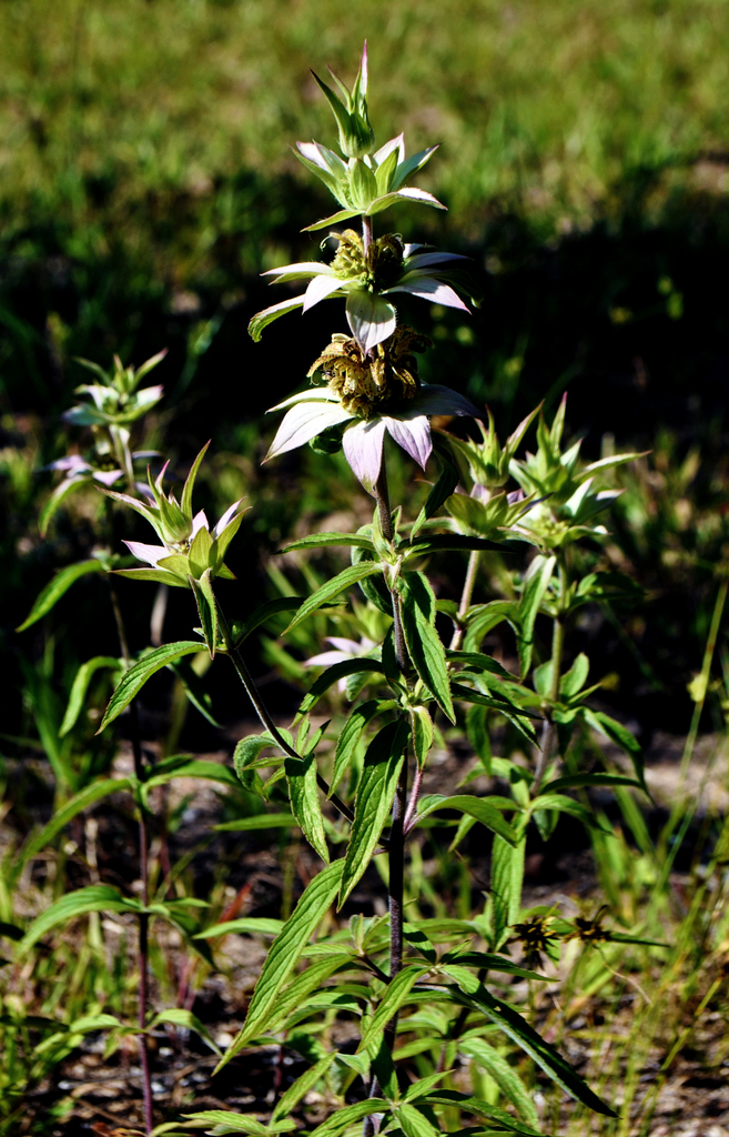 Spotted Horse Mint