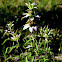 Spotted Horse Mint