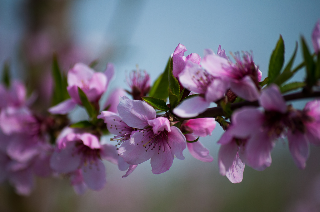 Fiori rosa.... di abi0664