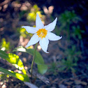 White avalanche lily