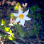 White avalanche lily