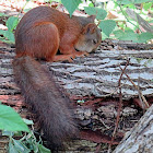 Red Squirrel