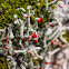 Devil's matchsticks lichen