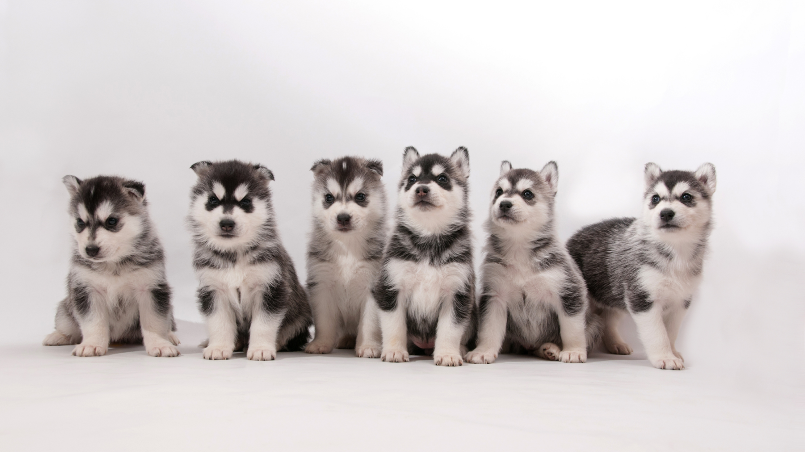 baby huskies in different sizes
