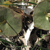 Miner's Lettuce