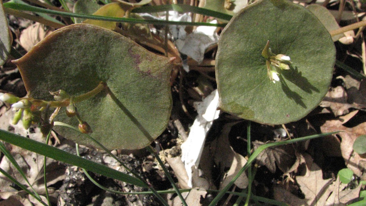 Miner's Lettuce