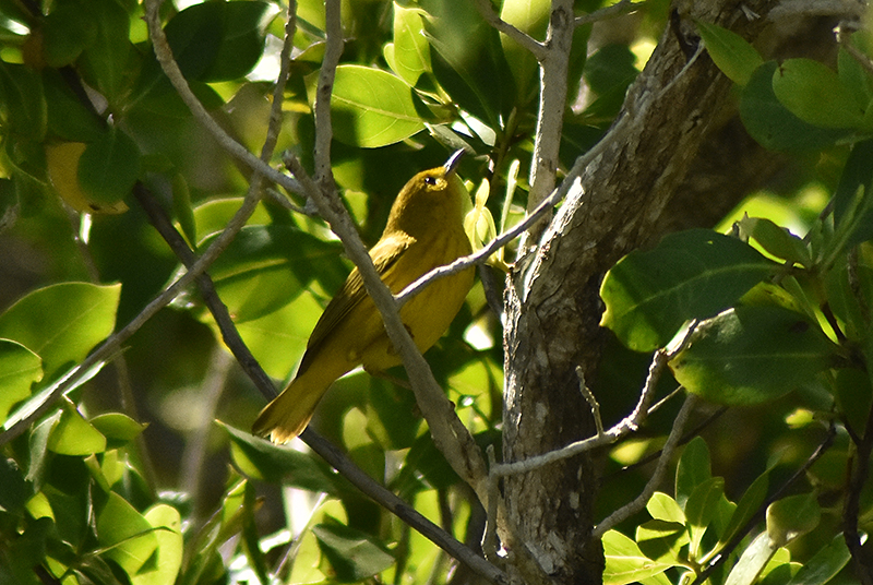 American Yellow Warbler