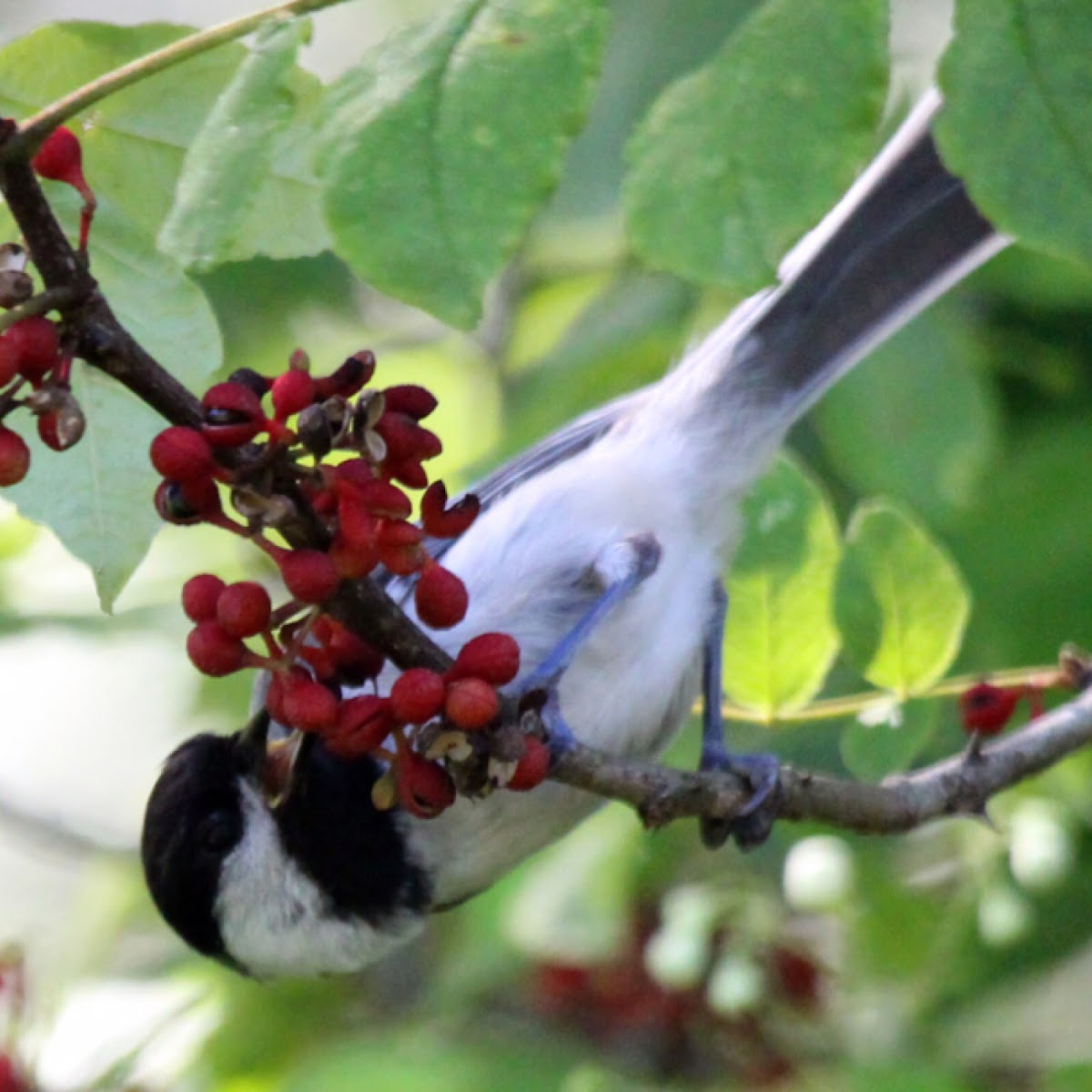 Black-capped Chickadee