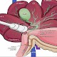 Download Ultrasound Of Gallbladder For PC Windows and Mac 5.0.16