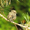 American Bushtit