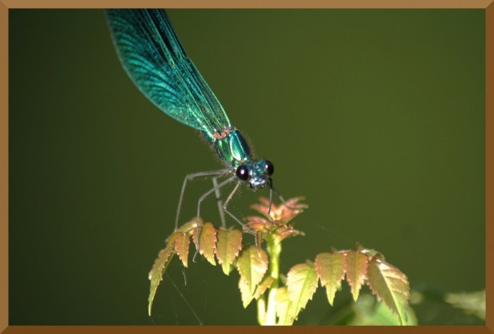 Libellula Blu di ChristianGiulianetti