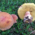 Bolete Mushroom