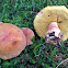 Bolete Mushroom