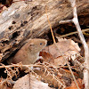 Southern Red-backed Vole