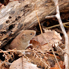 Southern Red-backed Vole