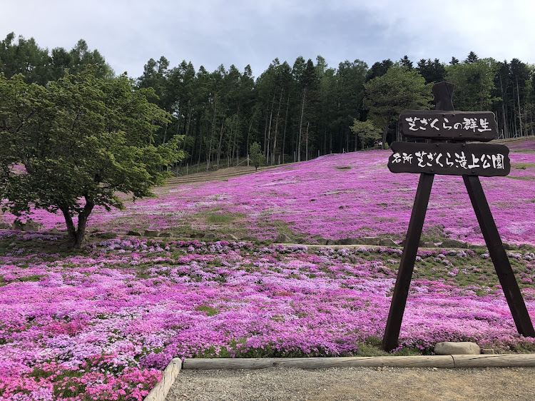 ヴェゼルのドライブ・芝桜に関するカスタム事例の投稿画像2枚目
