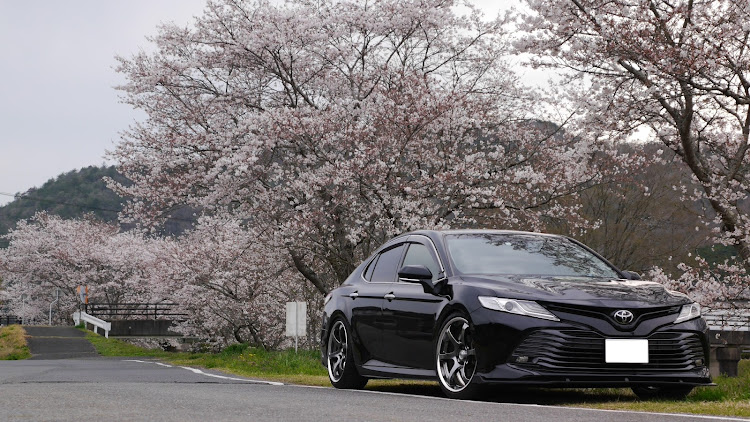 カムリのサクラと愛車・桜とコラボ・生存報告に関するカスタム事例の投稿画像1枚目