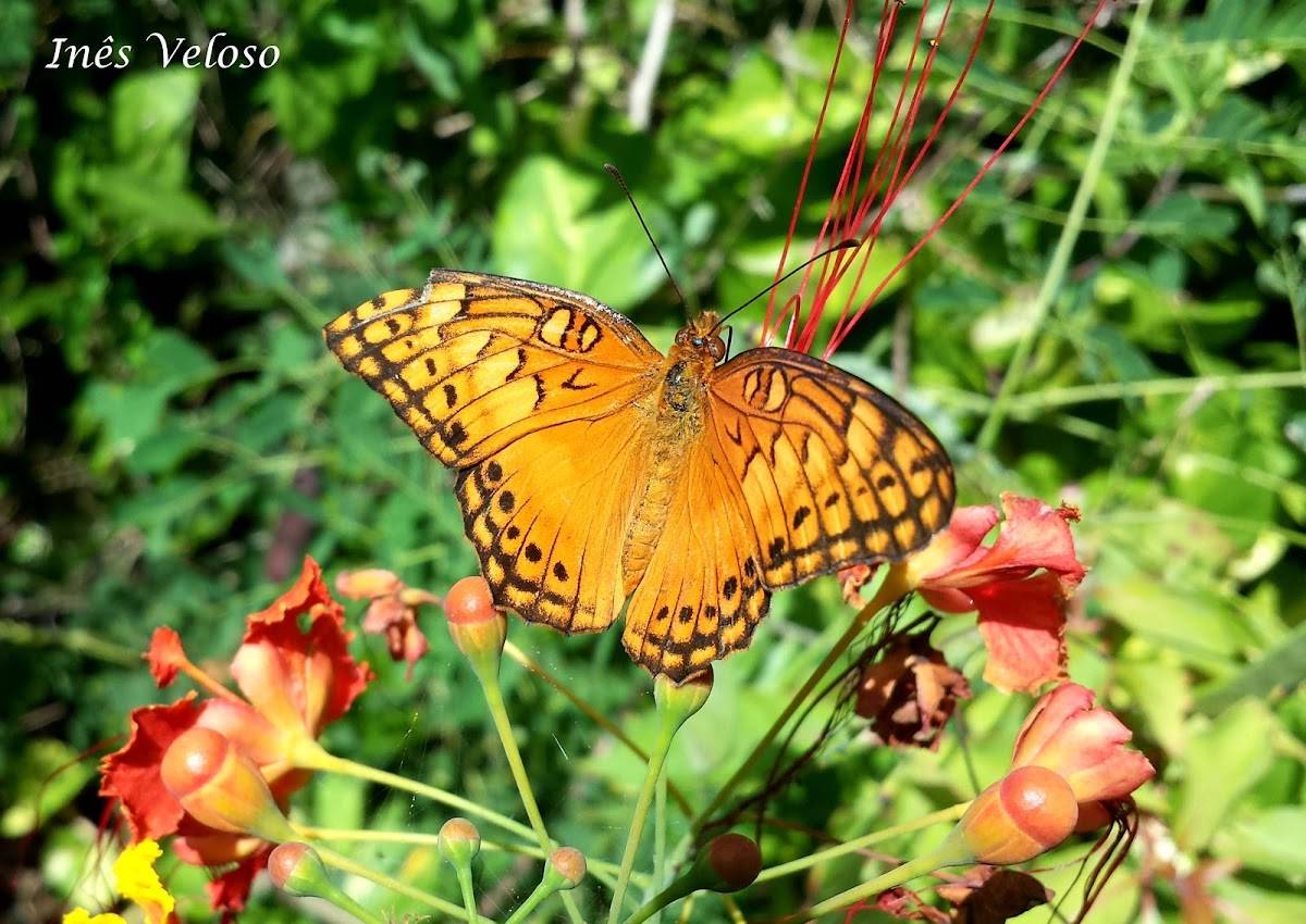 Mexican Fritillary