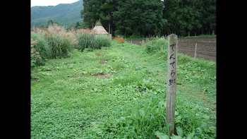 野原にて