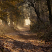 sentiero nel bosco incantato di 