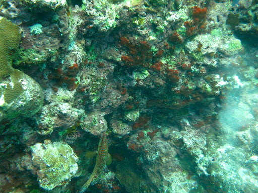 Underwater in The Maldives 2014