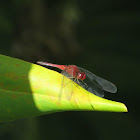 Red faced dragonlet