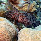 Red Hind Grouper