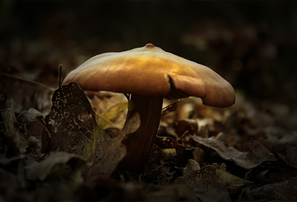 Mushroom di simonac