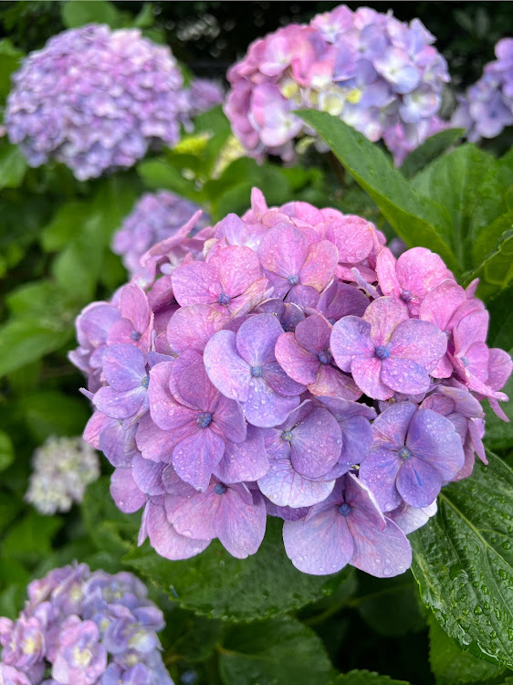 ロードスターRFのいつもいいね＆コメントありがとうございます🥰・夕焼けコラボ・紫陽花・富士山に関するカスタム事例の投稿画像4枚目