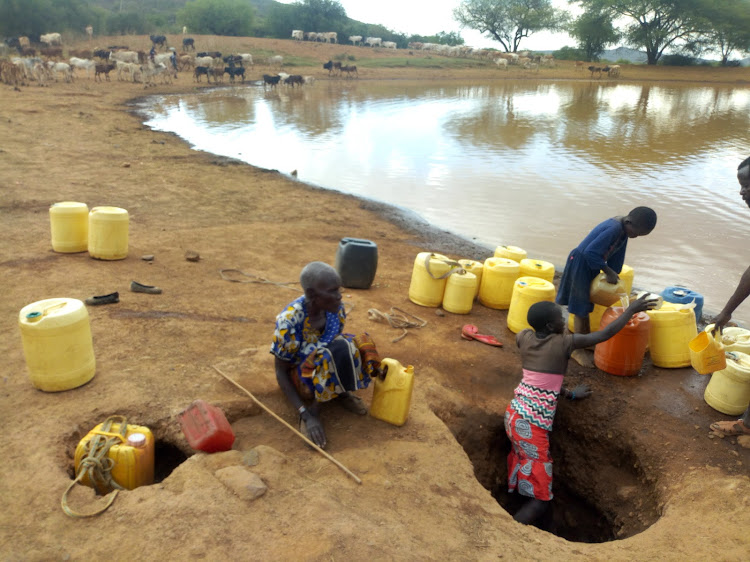 Residents and livestock scramble for water at the diminishing seasonal Chemorong’ion pan dam in Baringo South on Tuesday.