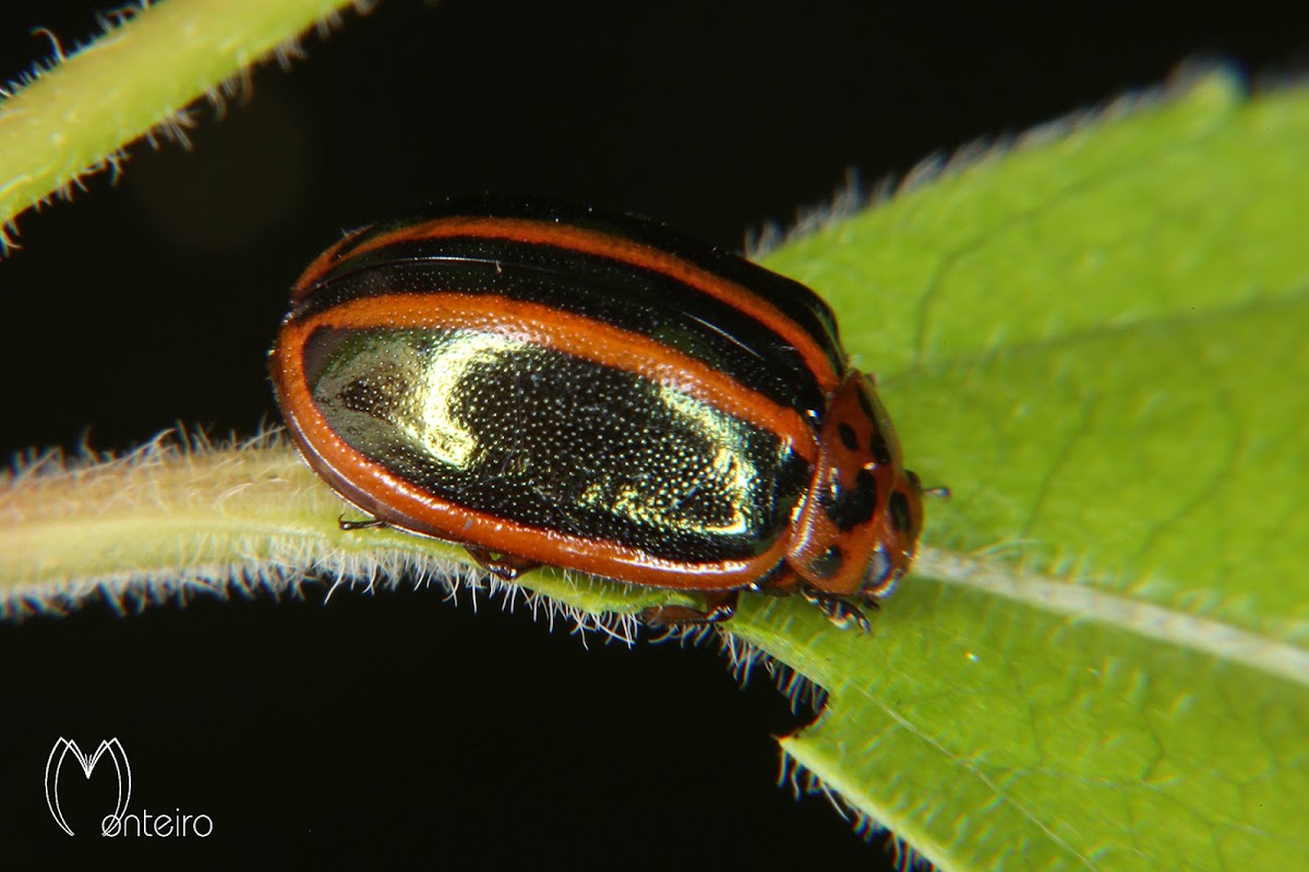 Leaf beetle