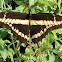 Giant Swallowtail